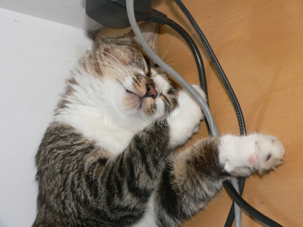 My cat in 2007 summer 008